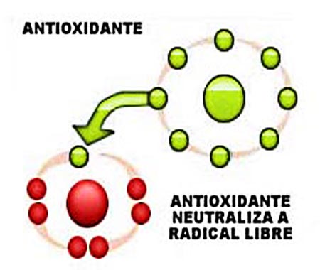 accion antioxidante